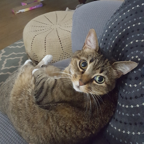 Meet your Posher, Leyla - Picture 4 of 6